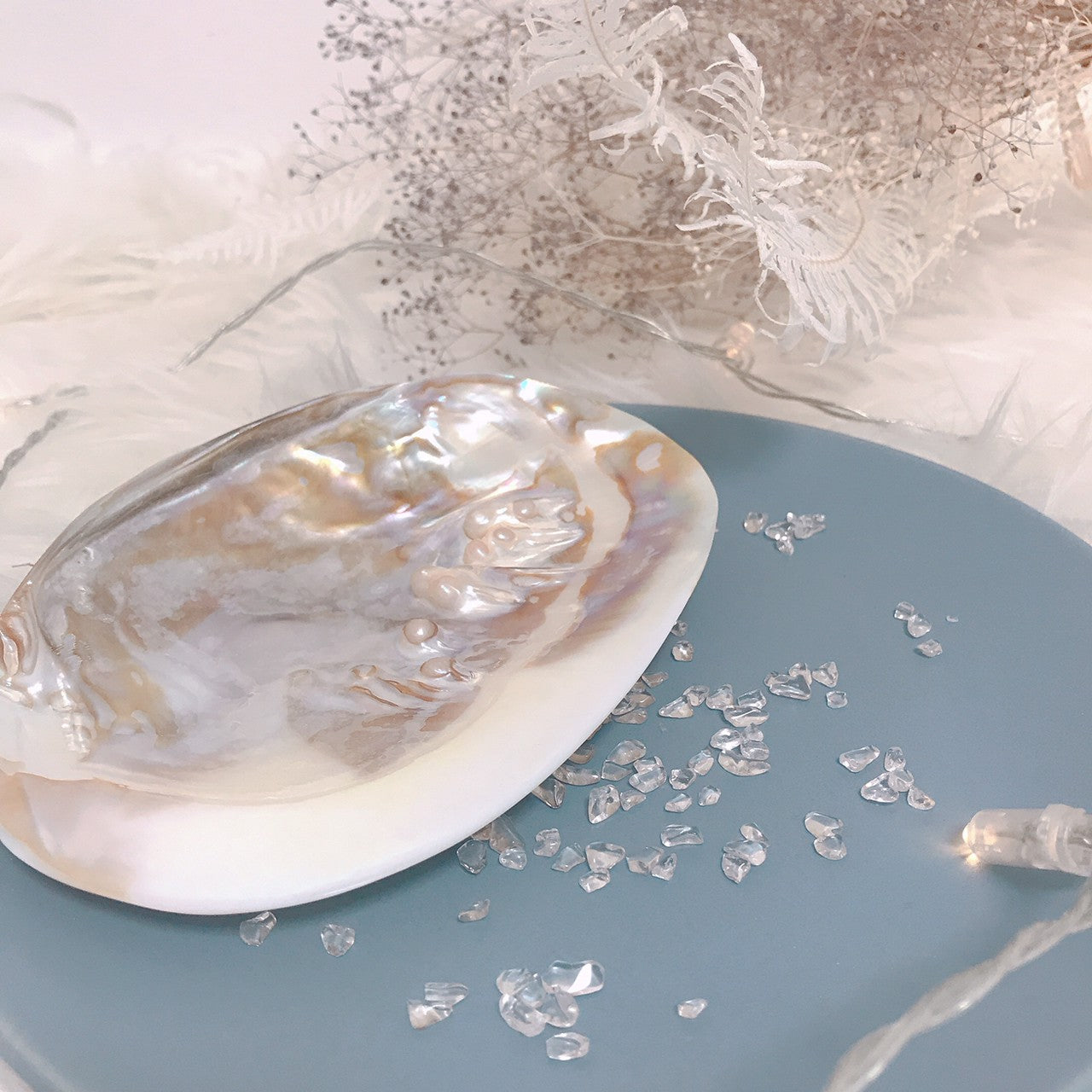 ピュアシェル Freshwater Pearlshell(いけちょう貝)