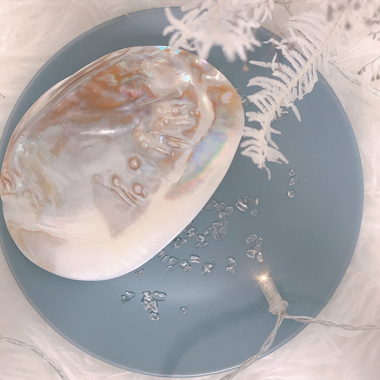 ピュアシェル Freshwater Pearlshell(いけちょう貝)