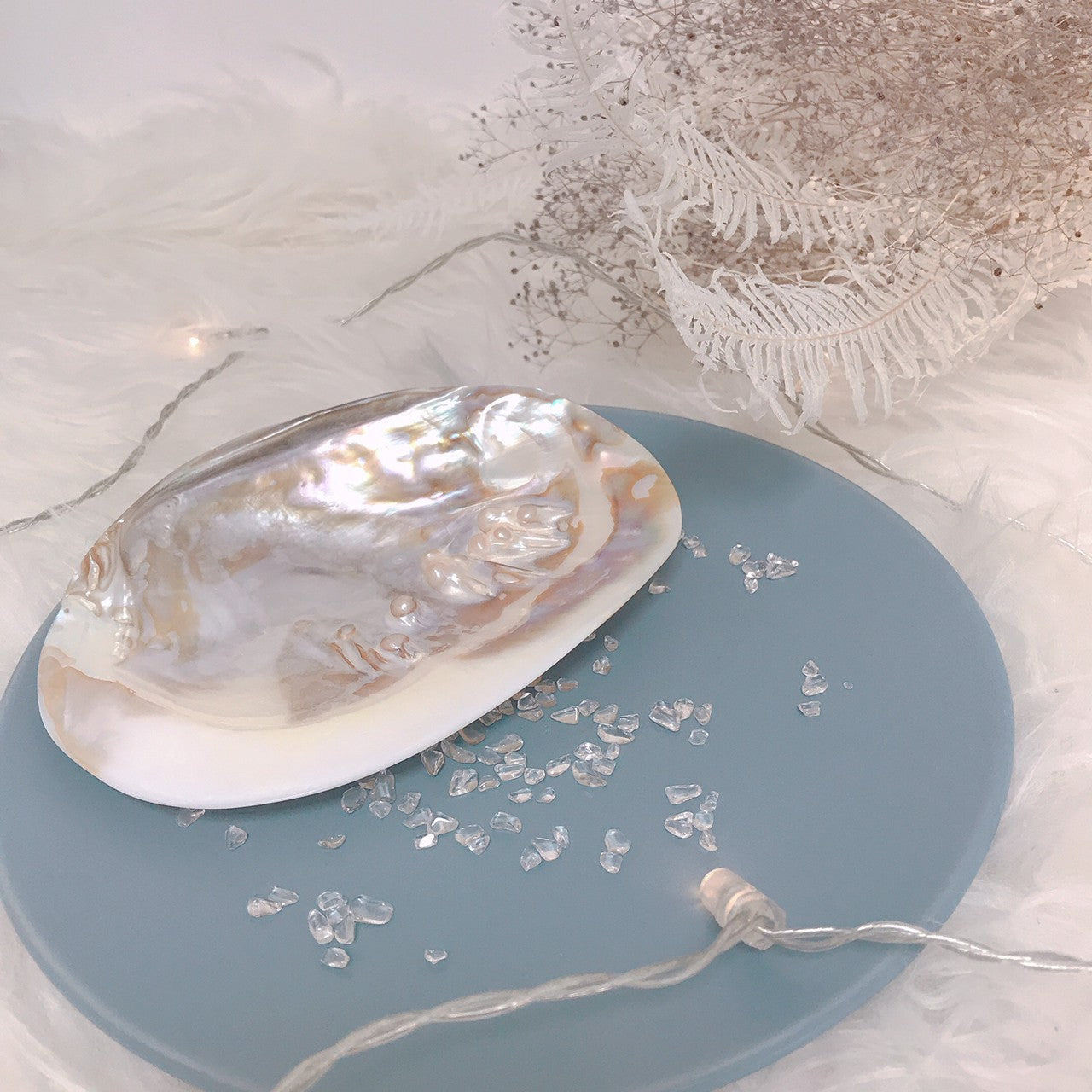 ピュアシェル Freshwater Pearlshell(いけちょう貝)
