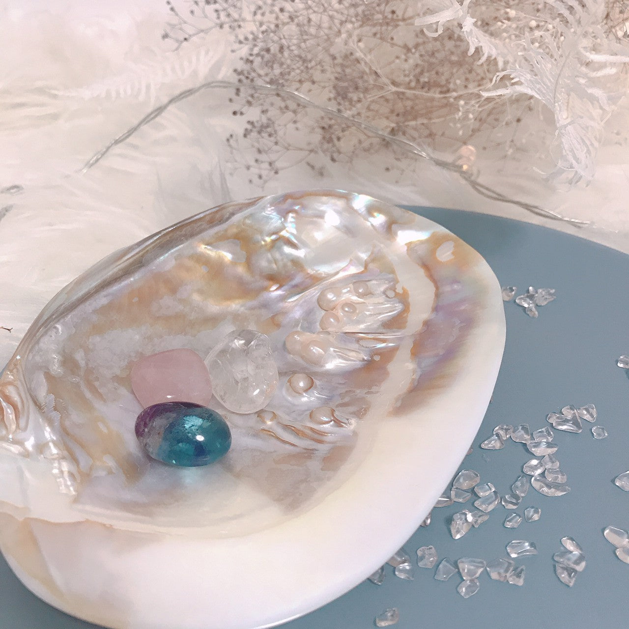 ピュアシェル Freshwater Pearlshell(いけちょう貝)