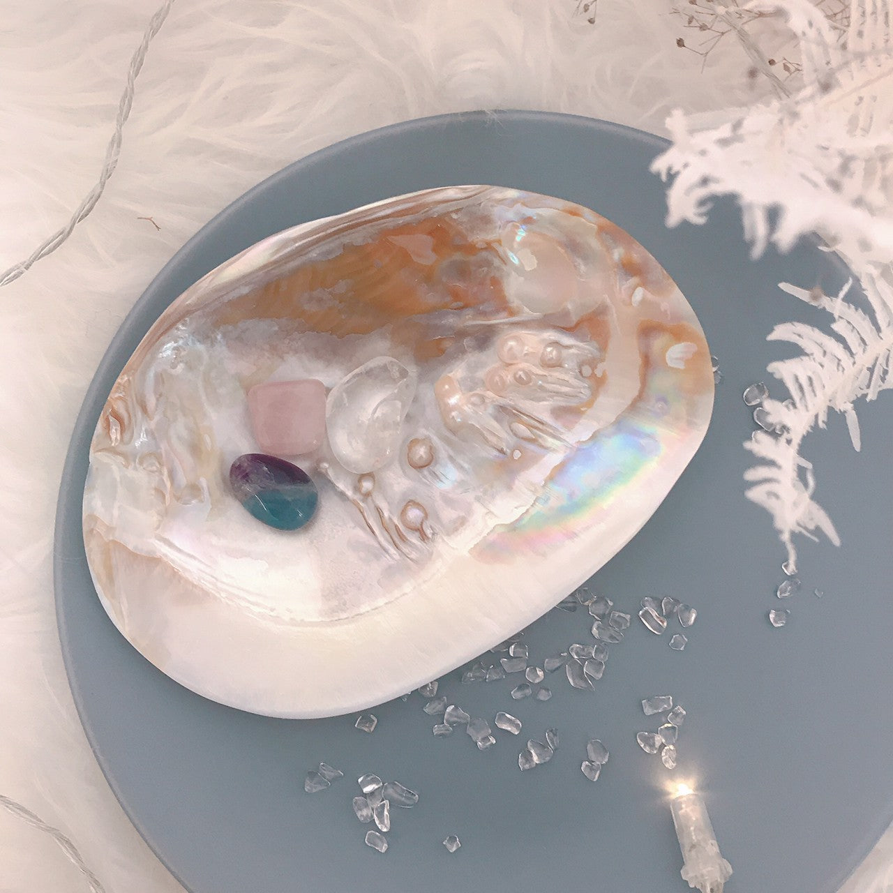 ピュアシェル Freshwater Pearlshell(いけちょう貝)