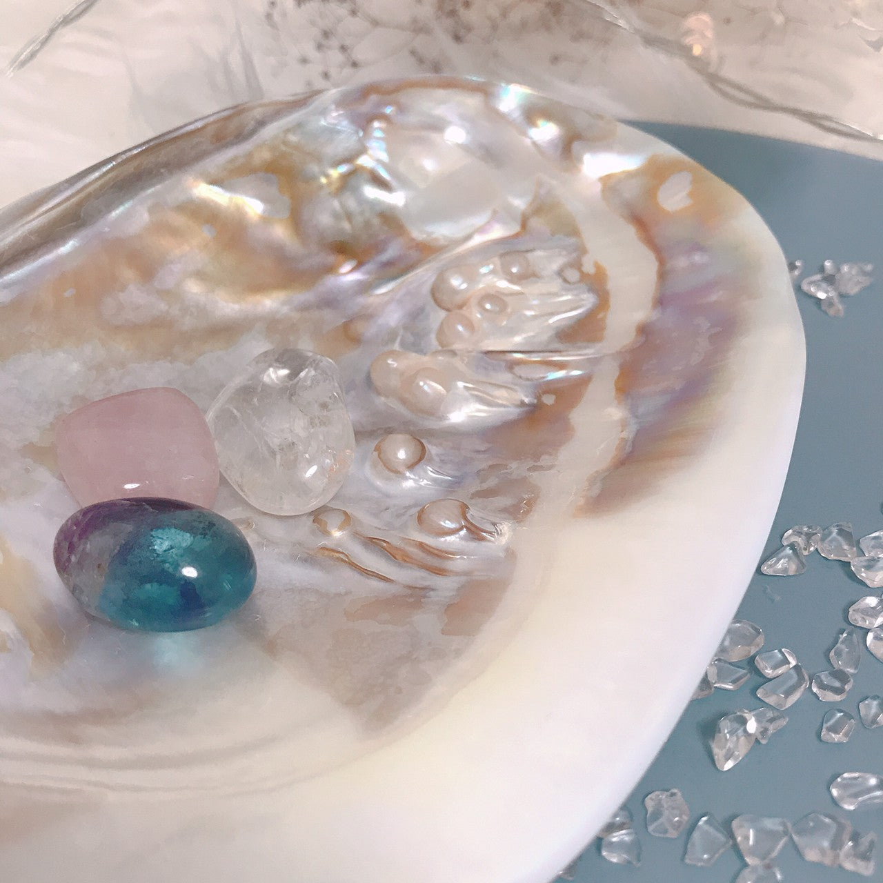 ピュアシェル Freshwater Pearlshell(いけちょう貝)