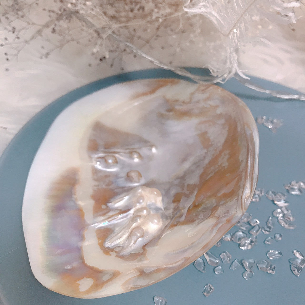 ピュアシェル Freshwater Pearlshell(いけちょう貝)